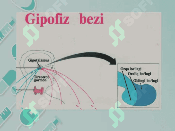 Ichki sekretsiya bezlarining yosh hususiyatlari 8