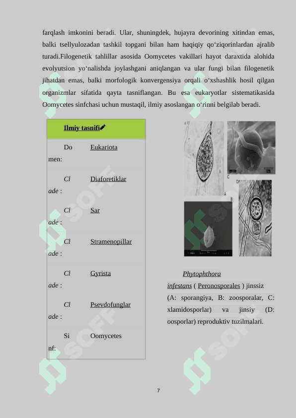Oomycetes sinfchasi vakillarining tuzilishi va ko‘payishi KURS ISHI.docx 7