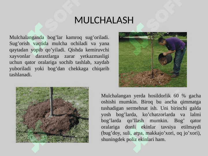 Bogʻlarda tuproq unumdorligini oshirish chora tadbirlari 4