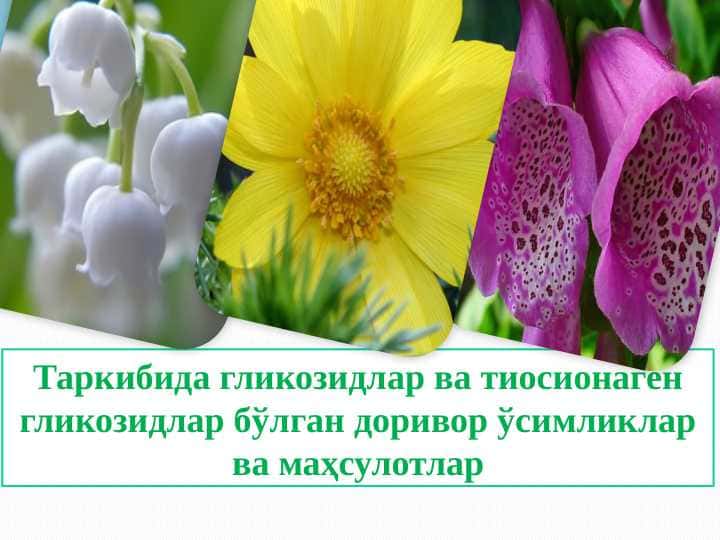 Таркибида гликозидлар ва тиосионаген гликозидлар бўлган доривор ўсимликлар ва маҳсулотлар