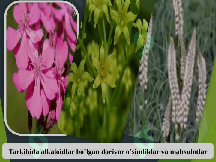 Tarkibida alkaloidlar bo‘lgan dorivor o‘simliklar va mahsulotlar 2