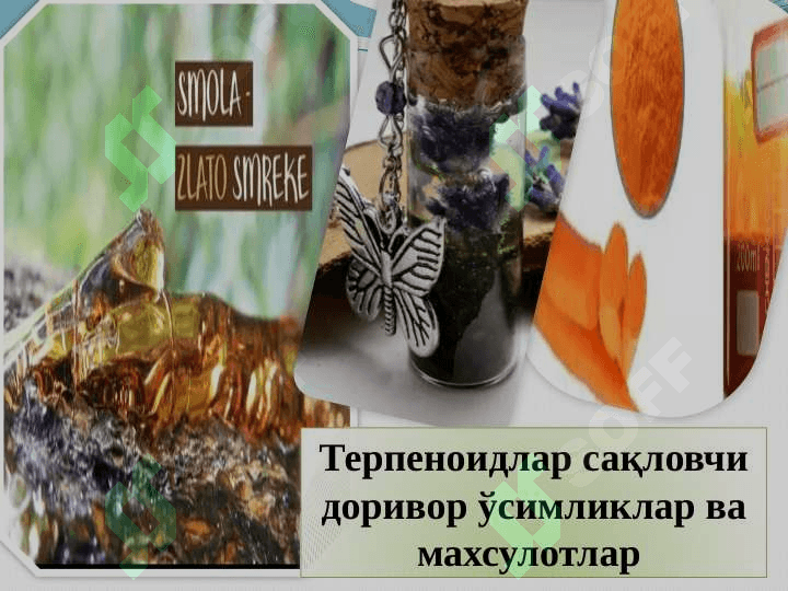 Таркибида терпеноидлар (эфир мойлари) бўлган ўсимликлар ва махсулотлар 2