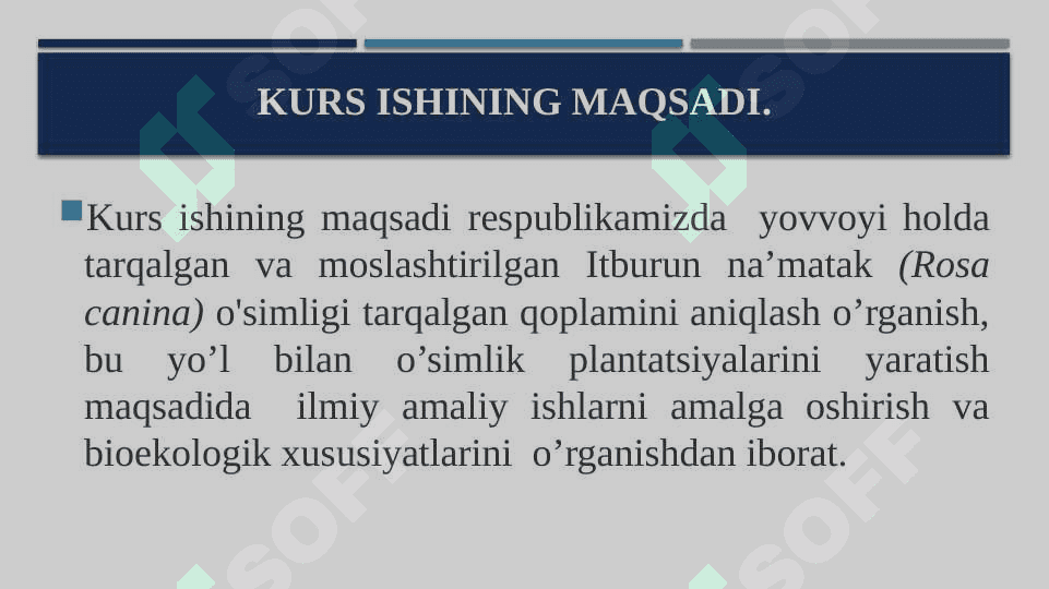 Itburun na’matak, Роза сабачья Шиповник обикновенный Rosa canina L. yetishtirish texnologiyasi. 4