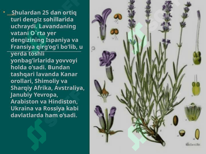 LAVANDA  (Lavandula Officinalis L) 3