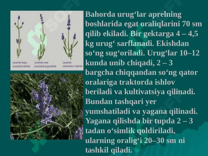 LAVANDA  (Lavandula Officinalis L) 7