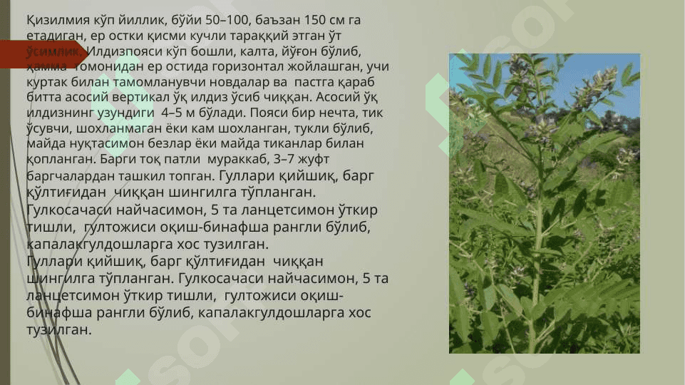 Доривор хом ашёси илдиз ва илдизпоя булган доривор ўсимликлар (занжабил илдизпояси, ипекакуана, кизилмия илдизи, мартиния илдизи). 4
