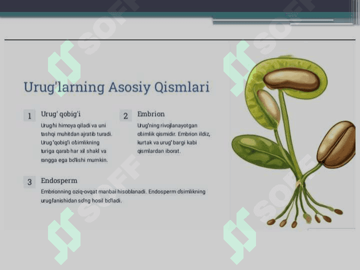 Urug‘larni tuzilishi va tiplari 3