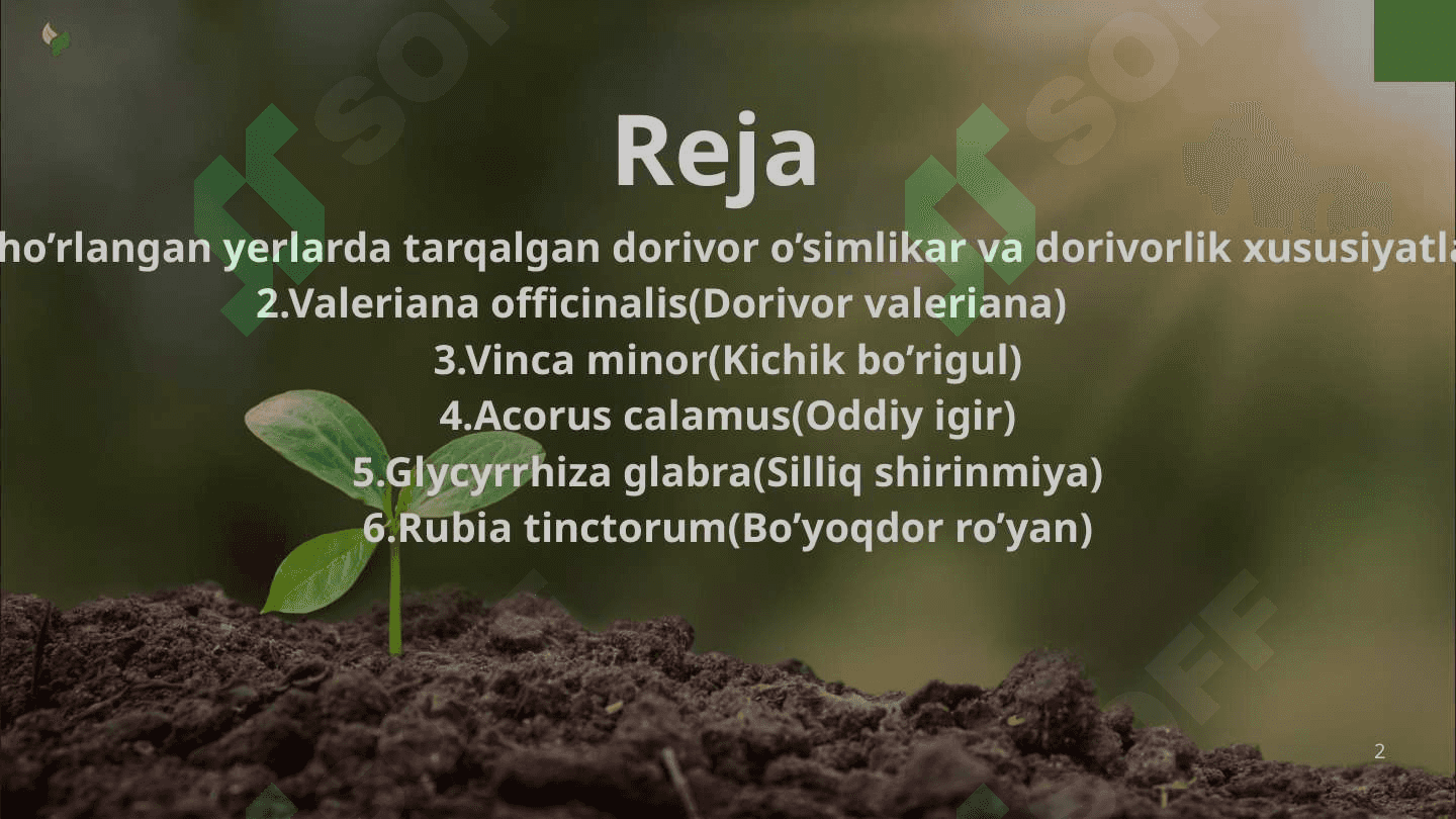 Sho’rlangan yerlarda uchraydigan dorivor o’simliklar 2