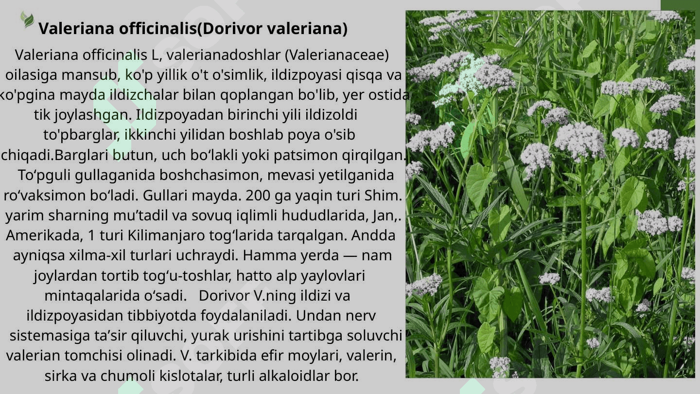 Sho’rlangan yerlarda uchraydigan dorivor o’simliklar 4