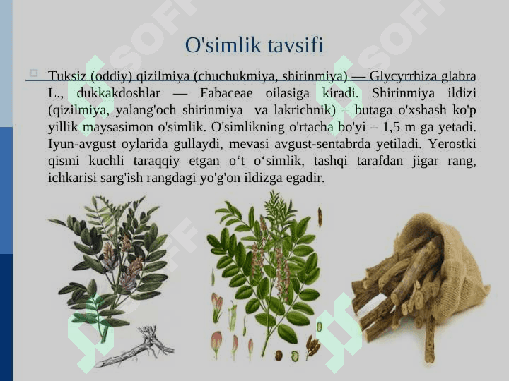 Shirinmiya (Glycirhiza glabra) o’simligini xom-ashyosini tayyorlash,quritish, saqlash va dastlabki qayta ishlash texnologiyasi asosida biznes reja ishlab chiqish 2