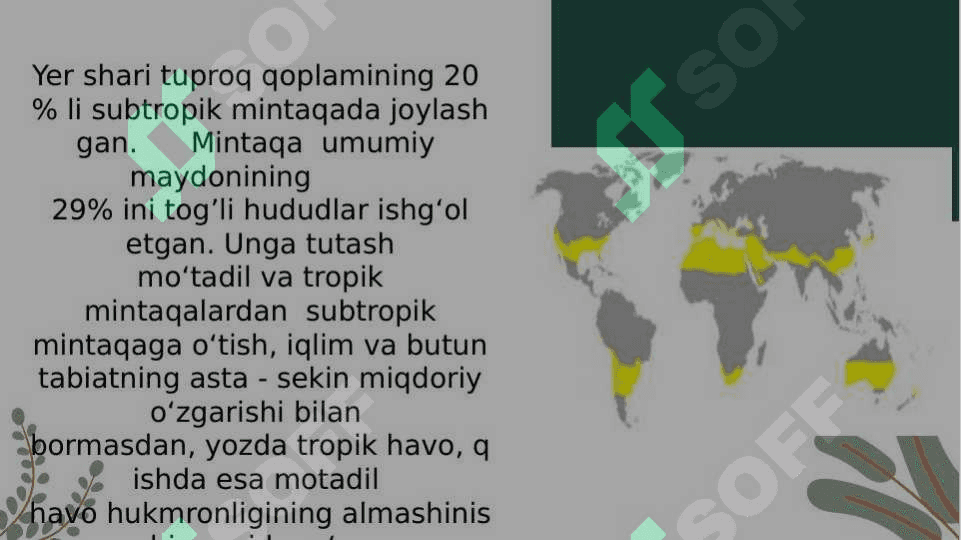 SUBTROPIK MINTAQA XUSHBO’Y VA ZIRAVOR O’SIMLIKLARI 5