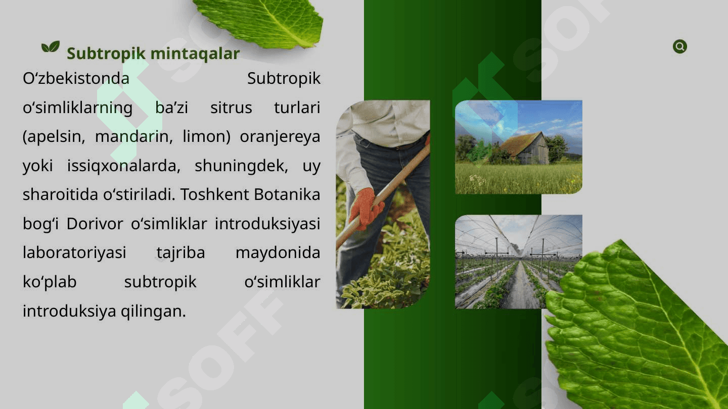 Oʻzbekistonda oʻstirilayotgan tropik va subtropik zonasi dorivor  oʻsimliklari roʻyxatini tuzish 7