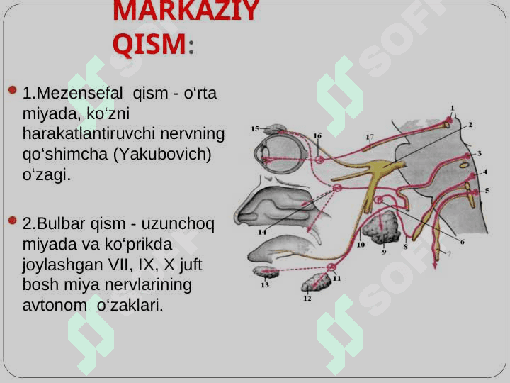 Vegetativ nerv tizimi xaqida umumiy ma’lumotlar. Simpatik va parasimpatik nerv tizimining funksional anatomiyasi. 4