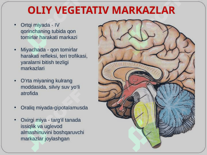 Vegetativ nerv tizimi xaqida umumiy ma’lumotlar. Simpatik va parasimpatik nerv tizimining funksional anatomiyasi. 6