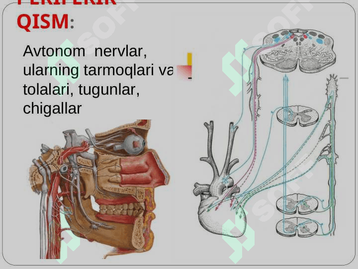 Vegetativ nerv tizimi xaqida umumiy ma’lumotlar. Simpatik va parasimpatik nerv tizimining funksional anatomiyasi. 7