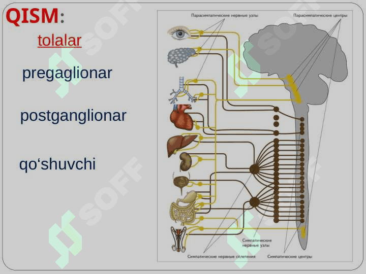 Vegetativ nerv tizimi xaqida umumiy ma’lumotlar. Simpatik va parasimpatik nerv tizimining funksional anatomiyasi. 8