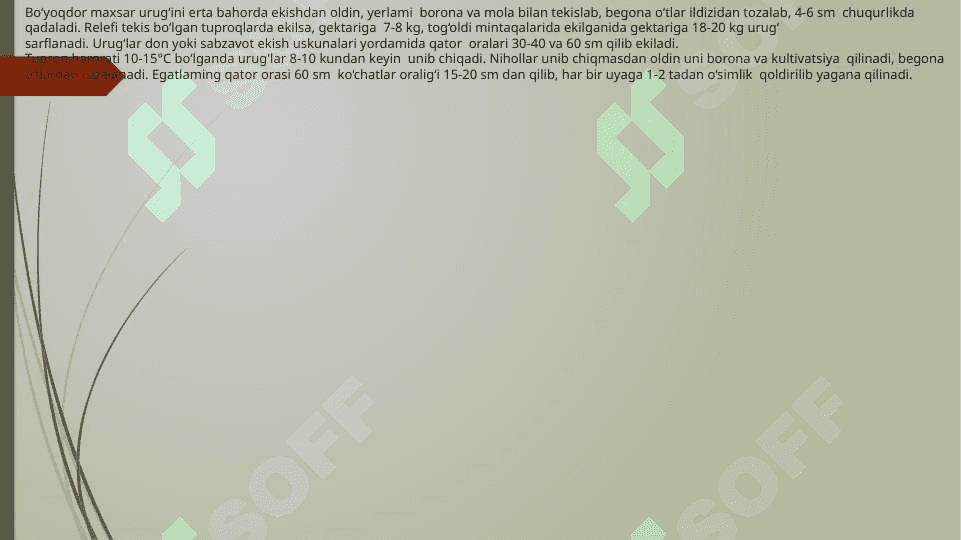 Lalmi yerlarda dorivor o‘simliklarni yetishtirish texnologiyasi 8