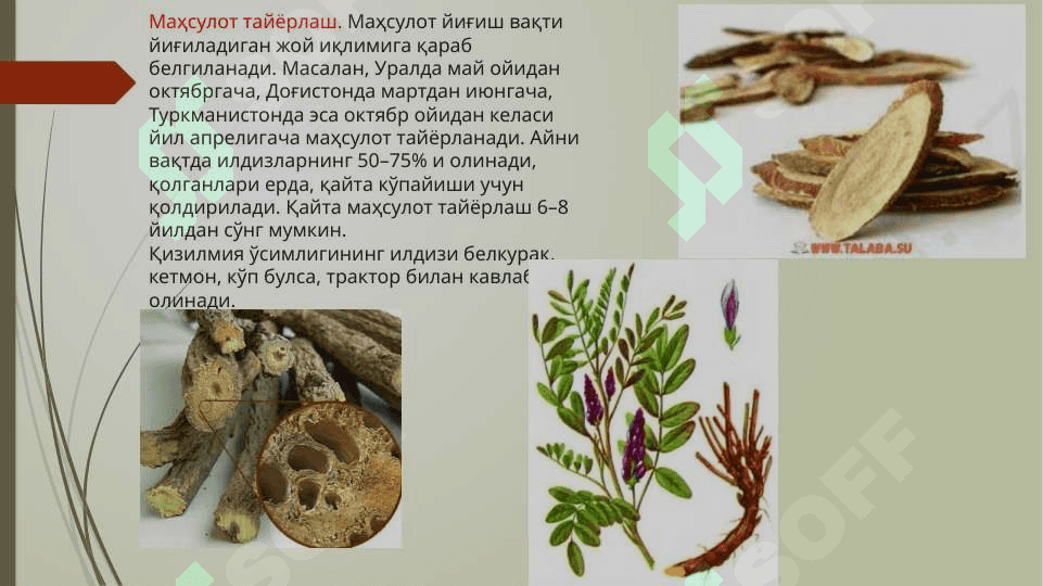 Доривор хом ашёси илдиз ва илдизпоя булган доривор ўсимликлар (занжабил илдизпояси, ипекакуана, кизилмия илдизи, ехинопанакс илдизи ва илдизпояси). 5