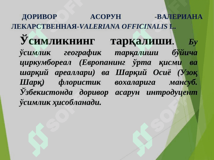 Доривор ўсимликларни экиш, Dorivor Asorun,– Valeriana  officinalis L. ni yetishtirish  texnologiyasi 2