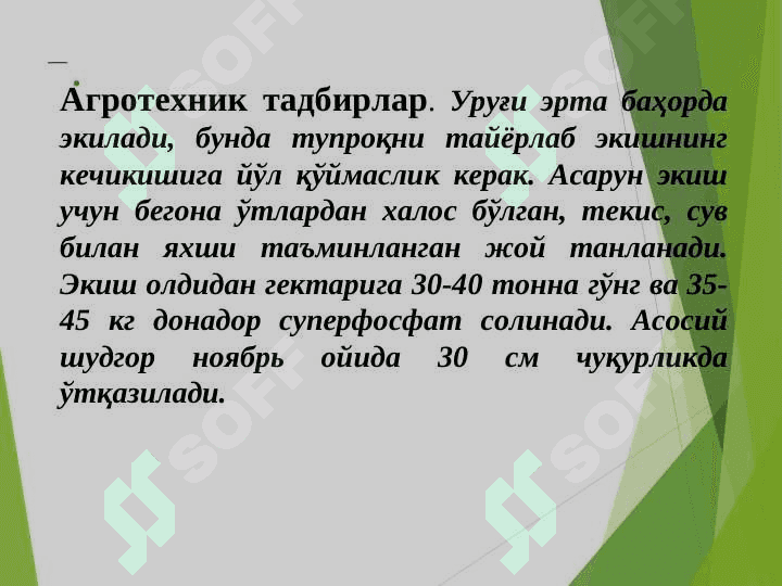 Доривор ўсимликларни экиш, Dorivor Asorun,– Valeriana  officinalis L. ni yetishtirish  texnologiyasi 3