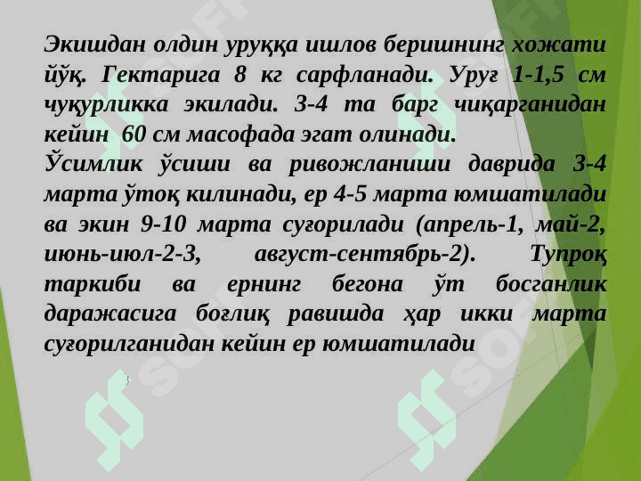 Доривор ўсимликларни экиш, Dorivor Asorun,– Valeriana  officinalis L. ni yetishtirish  texnologiyasi 4