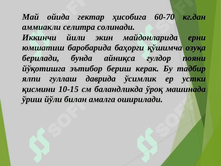 Доривор ўсимликларни экиш, Dorivor Asorun,– Valeriana  officinalis L. ni yetishtirish  texnologiyasi 5