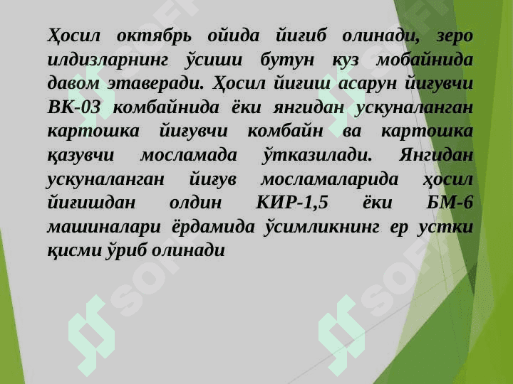Доривор ўсимликларни экиш, Dorivor Asorun,– Valeriana  officinalis L. ni yetishtirish  texnologiyasi 6