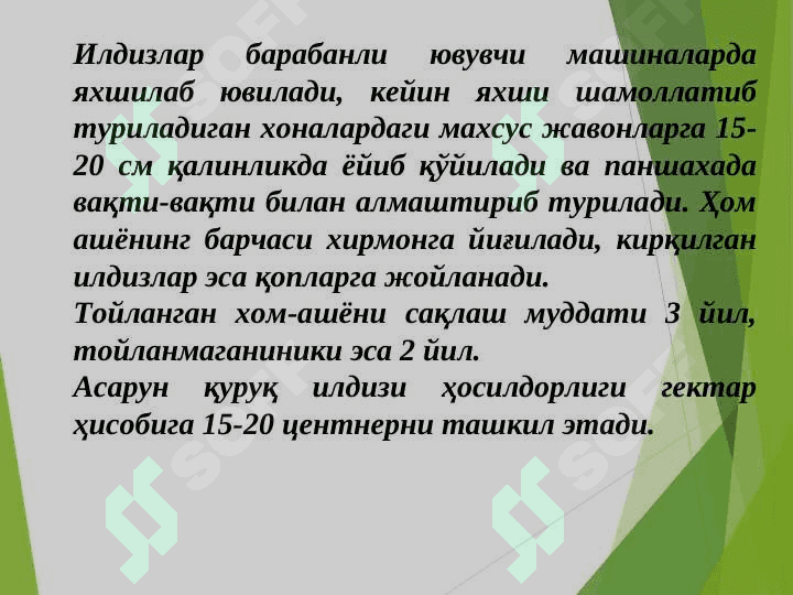 Доривор ўсимликларни экиш, Dorivor Asorun,– Valeriana  officinalis L. ni yetishtirish  texnologiyasi 7