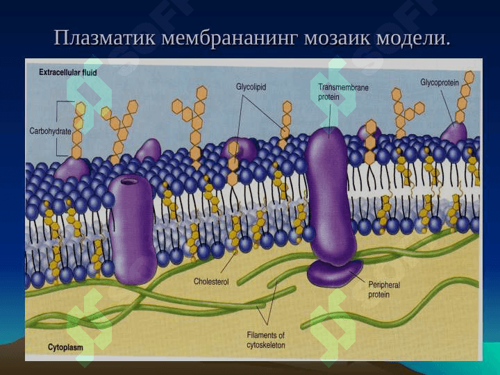 ЦИТОЛОГИЯ 3