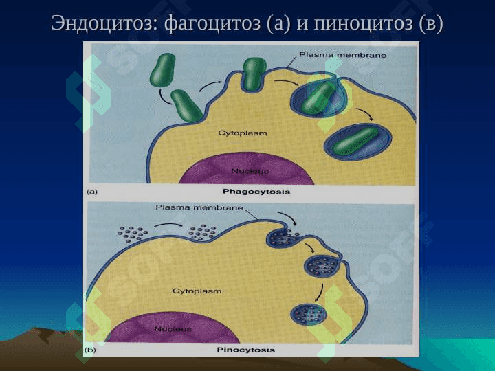 ЦИТОЛОГИЯ 6