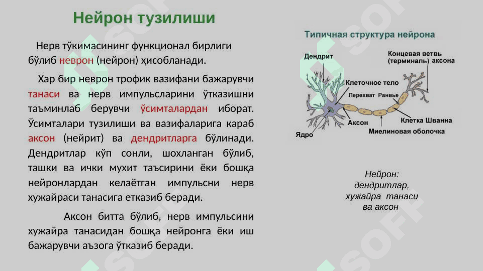 Асаб толалари ва синапслар физиологияси 4