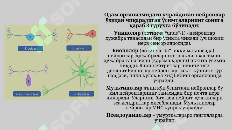 Асаб толалари ва синапслар физиологияси 5
