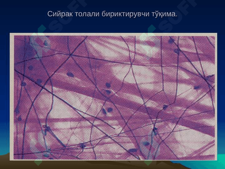 Бириктирувчи тўқима.Мушак ва нерв тукималари 4