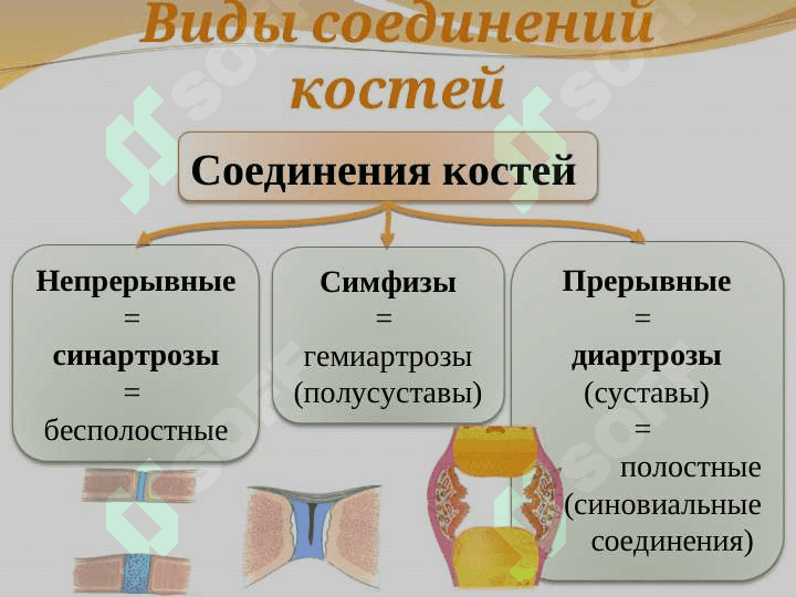 Синдесмология 4