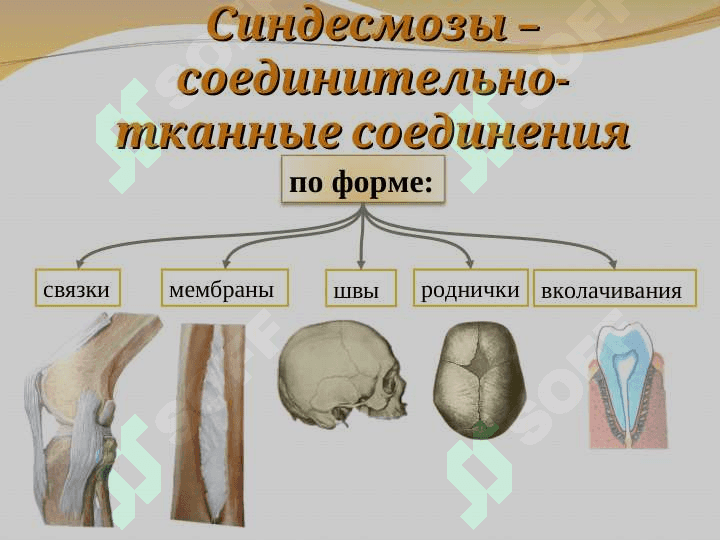 Синдесмология 6
