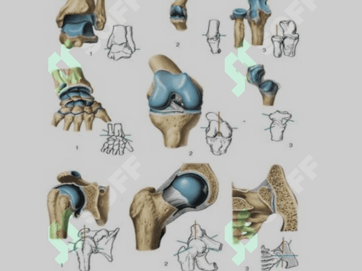 Syndesmologya – суякларнинг ўзаро бирлашуви. 3