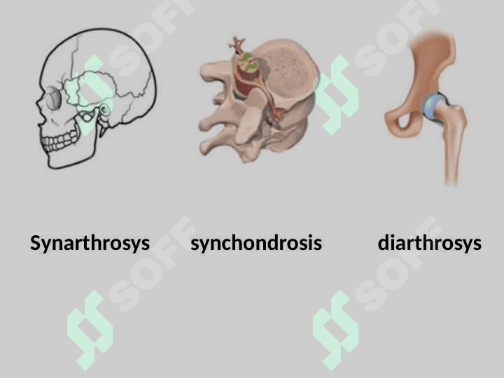 Syndesmologya – суякларнинг ўзаро бирлашуви. 4