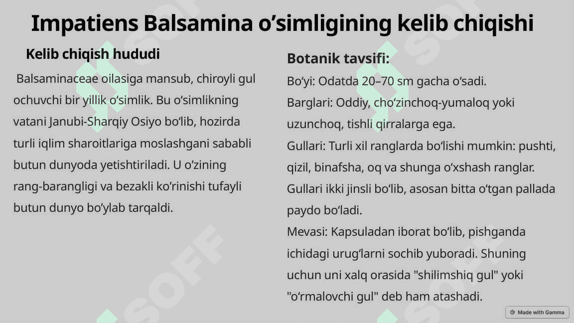 Impatiens Balsamina oʼsimligi haqida umumiy malumot 3