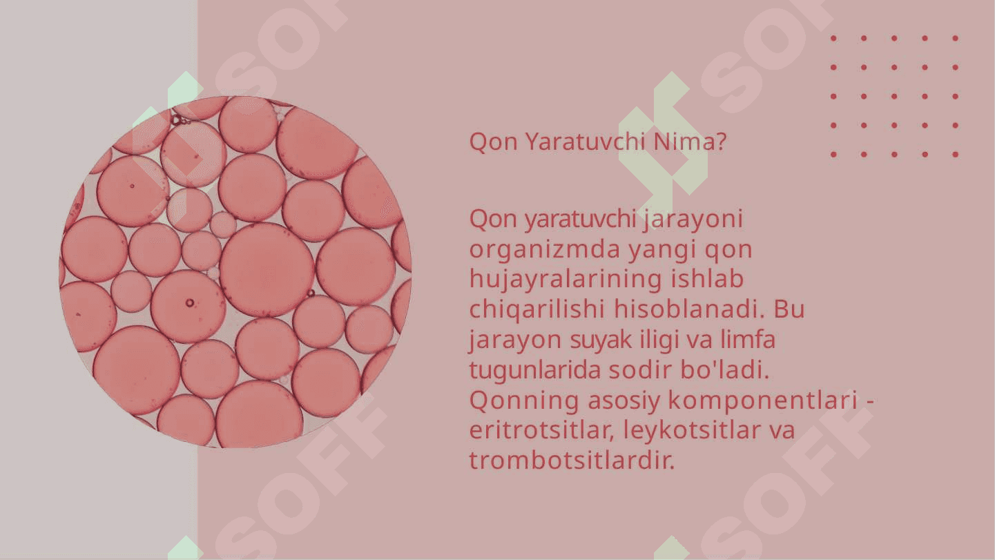 Qon yaratuvchi va immun ximoya a'zolari 3