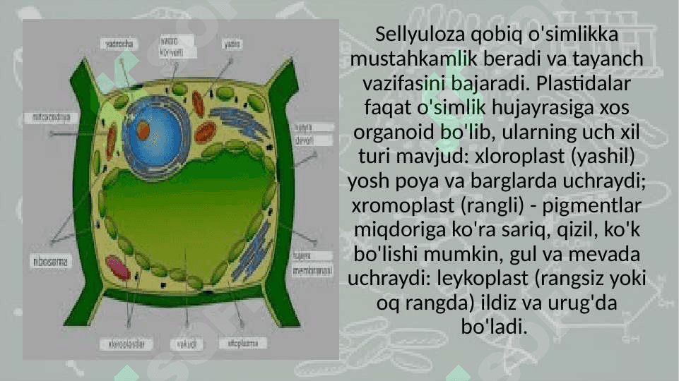 4 §. Hujayra tiriklikning asosi botanika 5 sinf dars ishlanmaga slayd 8