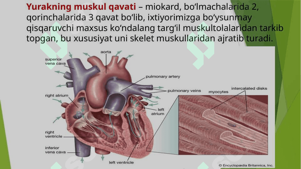 Yurak va mushak  biokimyosi 2