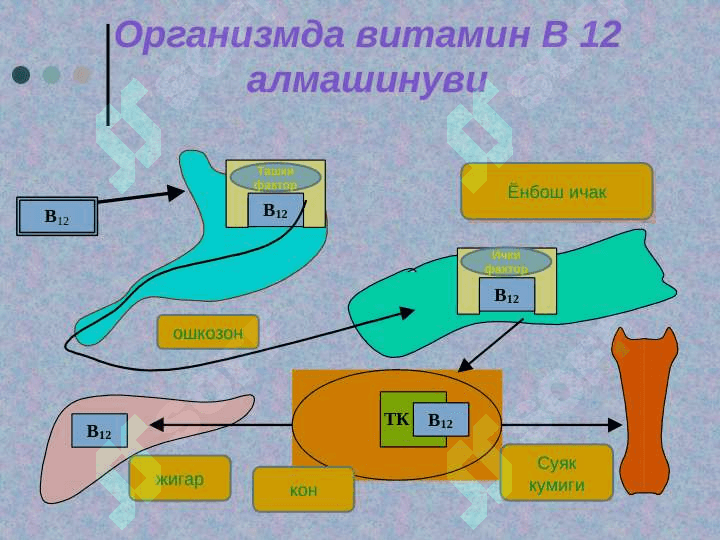 Мегалобласт анемиялар 3