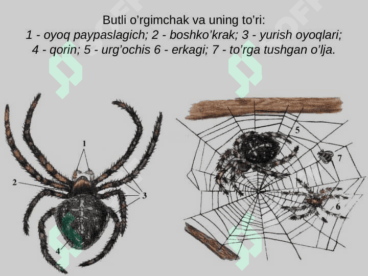 O’rgimchaksimonlar sinfi vakillarining biologiyasi va ahamiyati 2