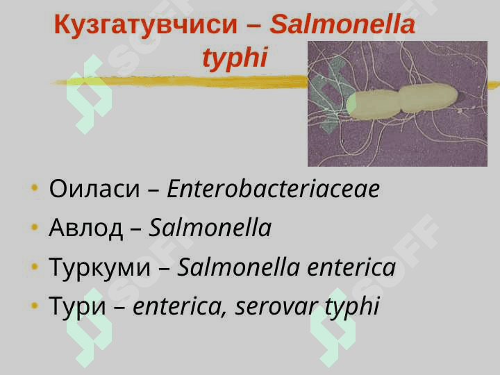 Ич терлама – қорин тифи (Typhus abdominalis) 4