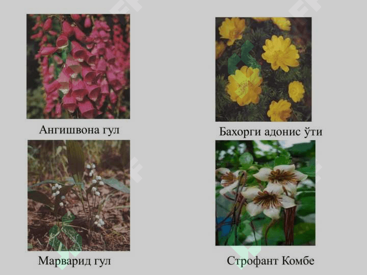 Yurak glikozidlarining kimyoviy tuzilishi va ahamiyati 3