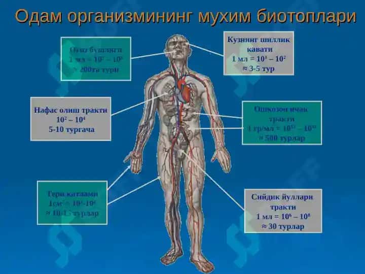 Одам танаси нормал микрофлораси 4
