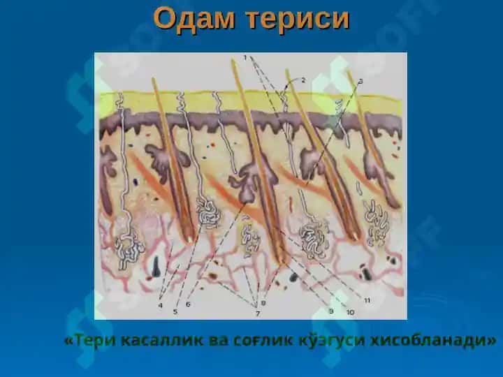Одам танаси нормал микрофлораси 8