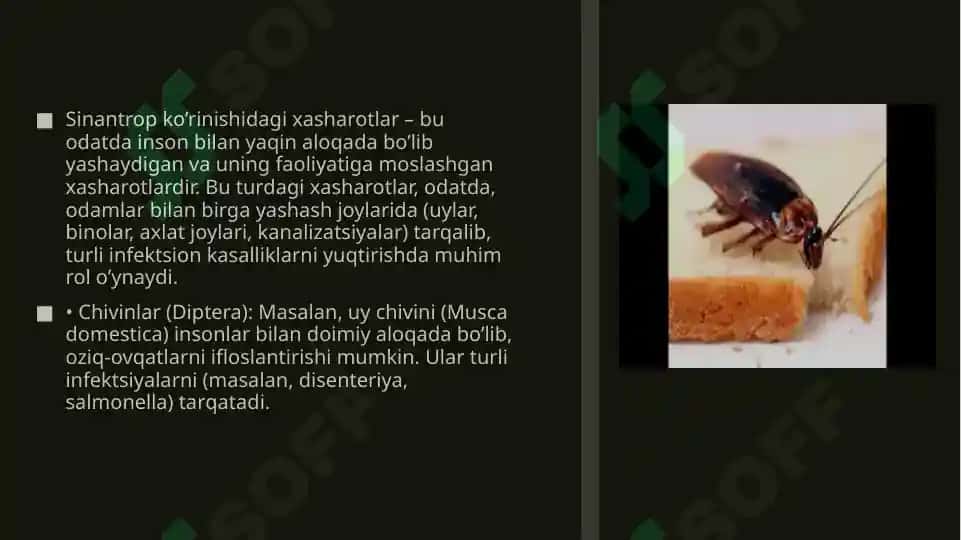 Sinantrop ko'rinishidagi xasharotlar, ularning epidemiologik ahamiyati 3