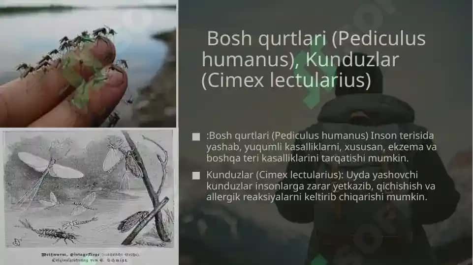 Sinantrop ko'rinishidagi xasharotlar, ularning epidemiologik ahamiyati 4