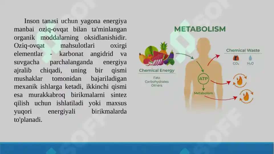 Metabolizm jarayonida energiya hosil bo'lishi va sarflanishi. Taqdimot 15 bet. 3